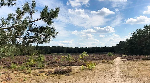 Fietsen op de Veluwe